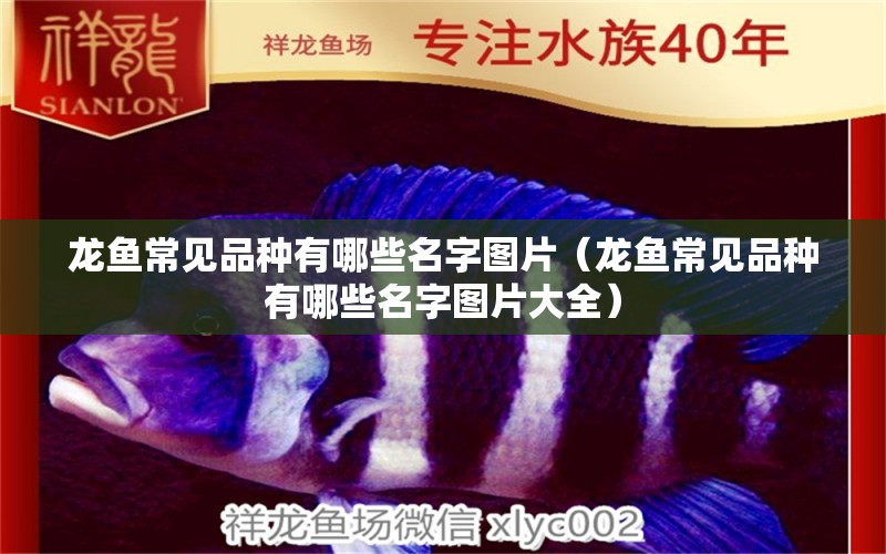 龍魚常見品種有哪些名字圖片（龍魚常見品種有哪些名字圖片大全）