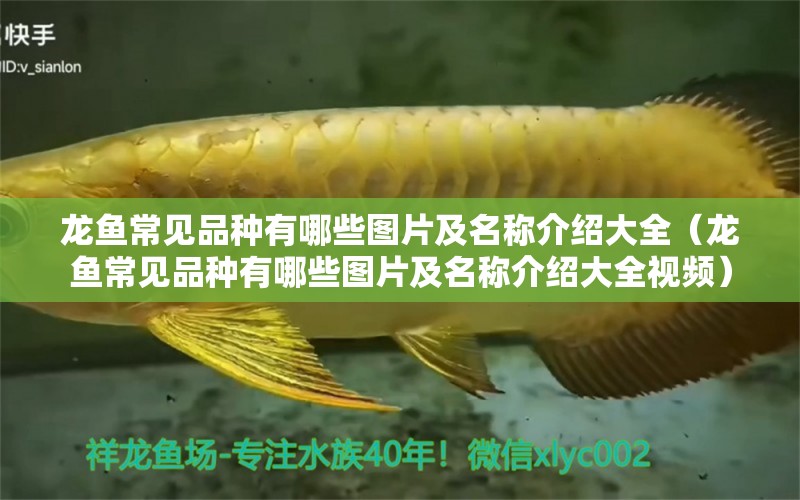 龍魚常見品種有哪些圖片及名稱介紹大全（龍魚常見品種有哪些圖片及名稱介紹大全視頻）