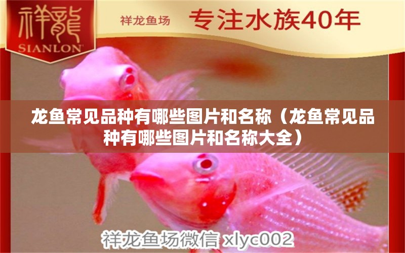 龍魚常見品種有哪些圖片和名稱（龍魚常見品種有哪些圖片和名稱大全）