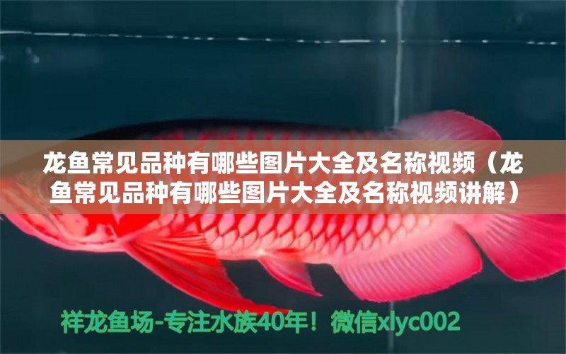 龍魚常見品種有哪些圖片大全及名稱視頻（龍魚常見品種有哪些圖片大全及名稱視頻講解）