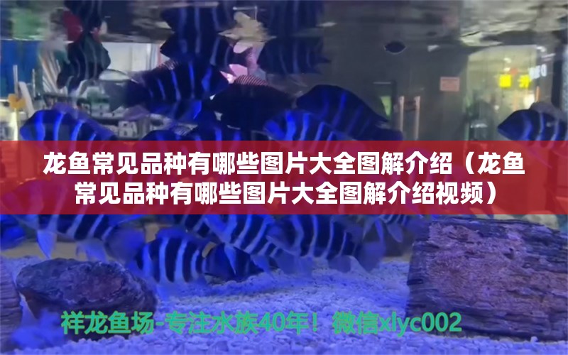 龍魚常見品種有哪些圖片大全圖解介紹（龍魚常見品種有哪些圖片大全圖解介紹視頻）