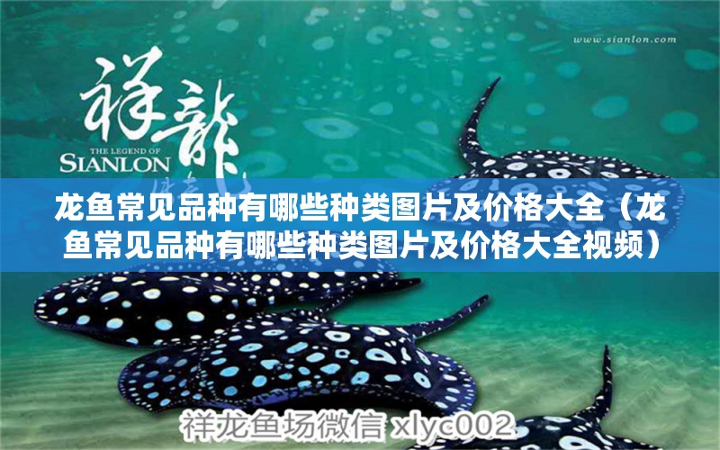 龍魚常見品種有哪些種類圖片及價格大全（龍魚常見品種有哪些種類圖片及價格大全視頻） 龍魚疾病與治療