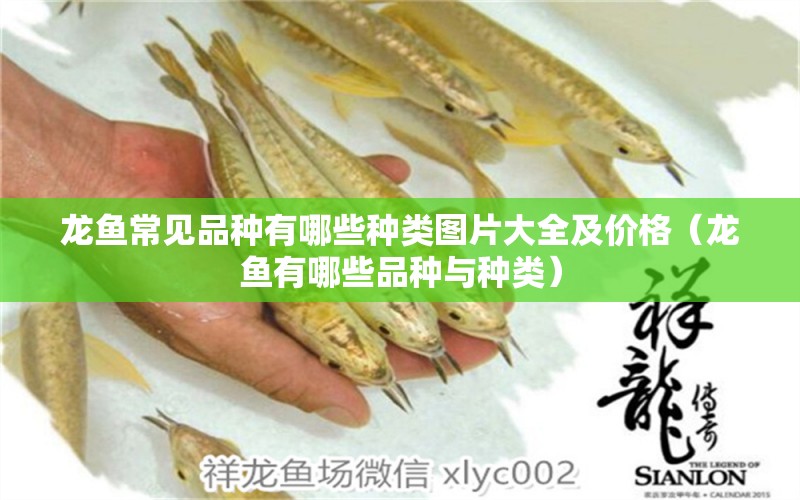 龍魚常見品種有哪些種類圖片大全及價(jià)格（龍魚有哪些品種與種類） 龍魚疾病與治療