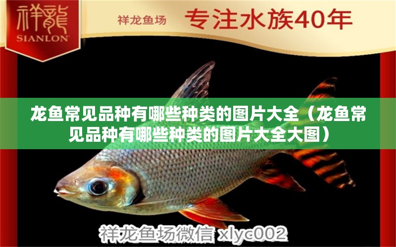 龍魚常見品種有哪些種類的圖片大全（龍魚常見品種有哪些種類的圖片大全大圖）