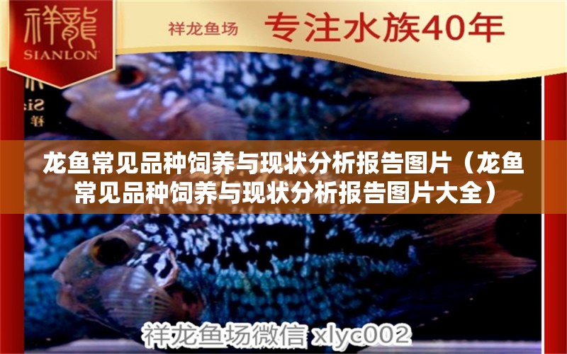 龍魚常見品種飼養(yǎng)與現(xiàn)狀分析報告圖片（龍魚常見品種飼養(yǎng)與現(xiàn)狀分析報告圖片大全） 龍魚疾病與治療