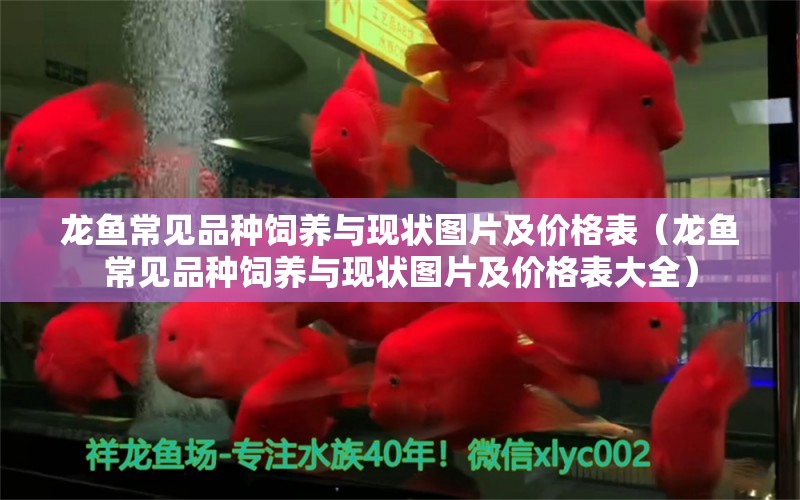 龍魚常見品種飼養(yǎng)與現(xiàn)狀圖片及價格表（龍魚常見品種飼養(yǎng)與現(xiàn)狀圖片及價格表大全）