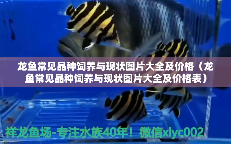 龍魚常見品種飼養(yǎng)與現(xiàn)狀圖片大全及價格（龍魚常見品種飼養(yǎng)與現(xiàn)狀圖片大全及價格表） 龍魚疾病與治療