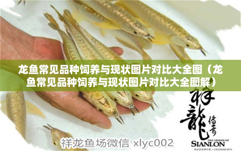 龍魚(yú)常見(jiàn)品種飼養(yǎng)與現(xiàn)狀圖片對(duì)比大全圖（龍魚(yú)常見(jiàn)品種飼養(yǎng)與現(xiàn)狀圖片對(duì)比大全圖解）