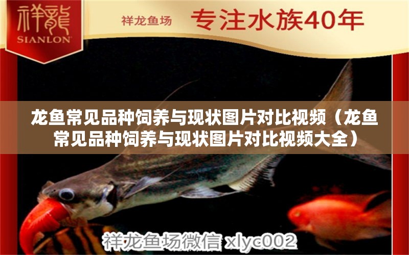 龍魚常見品種飼養(yǎng)與現(xiàn)狀圖片對(duì)比視頻（龍魚常見品種飼養(yǎng)與現(xiàn)狀圖片對(duì)比視頻大全）