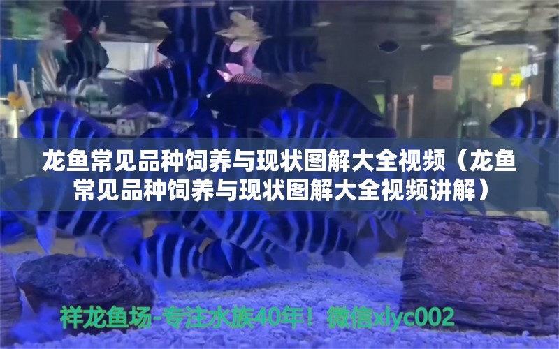 龍魚常見品種飼養(yǎng)與現(xiàn)狀圖解大全視頻（龍魚常見品種飼養(yǎng)與現(xiàn)狀圖解大全視頻講解） 龍魚疾病與治療