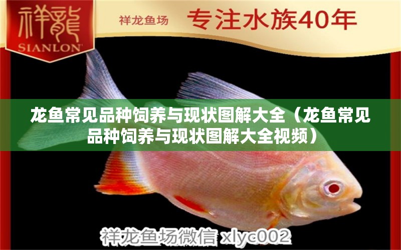 龍魚常見品種飼養(yǎng)與現(xiàn)狀圖解大全（龍魚常見品種飼養(yǎng)與現(xiàn)狀圖解大全視頻）