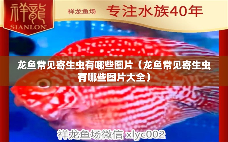 龍魚(yú)常見(jiàn)寄生蟲(chóng)有哪些圖片（龍魚(yú)常見(jiàn)寄生蟲(chóng)有哪些圖片大全）