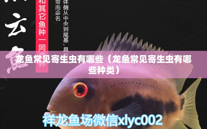 龍魚(yú)常見(jiàn)寄生蟲(chóng)有哪些（龍魚(yú)常見(jiàn)寄生蟲(chóng)有哪些種類）