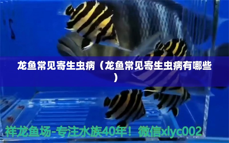 龍魚常見寄生蟲病（龍魚常見寄生蟲病有哪些） 龍魚疾病與治療