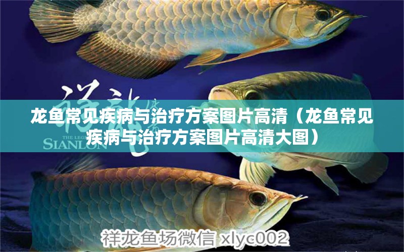 龍魚常見疾病與治療方案圖片高清（龍魚常見疾病與治療方案圖片高清大圖）