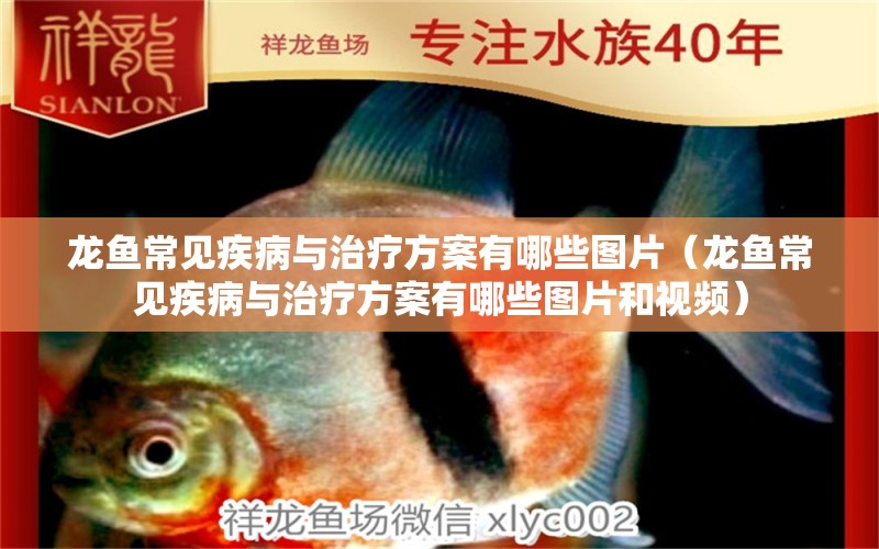 龍魚常見疾病與治療方案有哪些圖片（龍魚常見疾病與治療方案有哪些圖片和視頻）