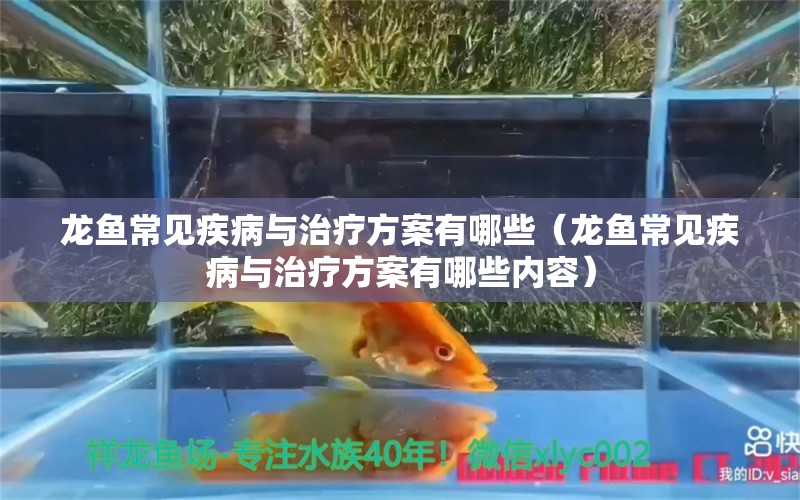 龍魚常見疾病與治療方案有哪些（龍魚常見疾病與治療方案有哪些內(nèi)容）