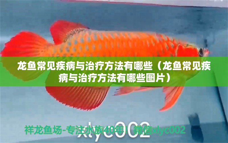 龍魚(yú)常見(jiàn)疾病與治療方法有哪些（龍魚(yú)常見(jiàn)疾病與治療方法有哪些圖片）