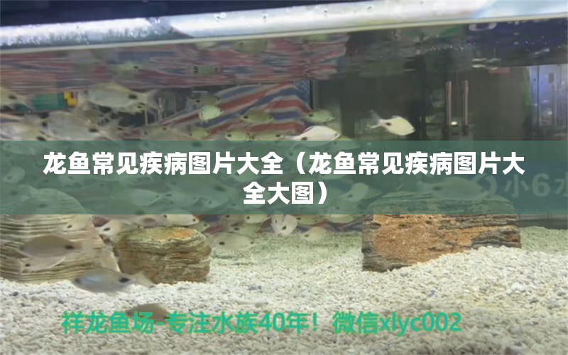 龍魚常見疾病圖片大全（龍魚常見疾病圖片大全大圖） 龍魚疾病與治療