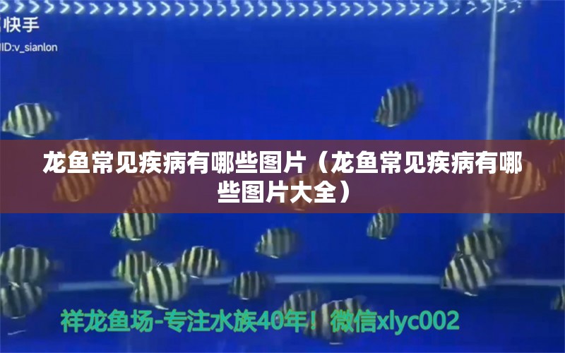 龍魚常見疾病有哪些圖片（龍魚常見疾病有哪些圖片大全） 龍魚疾病與治療