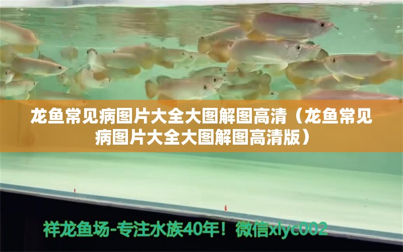 龍魚常見病圖片大全大圖解圖高清（龍魚常見病圖片大全大圖解圖高清版）