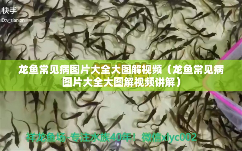 龍魚常見病圖片大全大圖解視頻（龍魚常見病圖片大全大圖解視頻講解） 龍魚疾病與治療