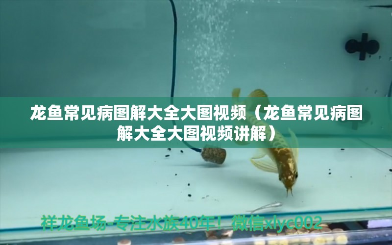 龍魚常見病圖解大全大圖視頻（龍魚常見病圖解大全大圖視頻講解） 龍魚疾病與治療