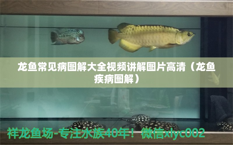 龍魚常見(jiàn)病圖解大全視頻講解圖片高清（龍魚疾病圖解） 龍魚疾病與治療