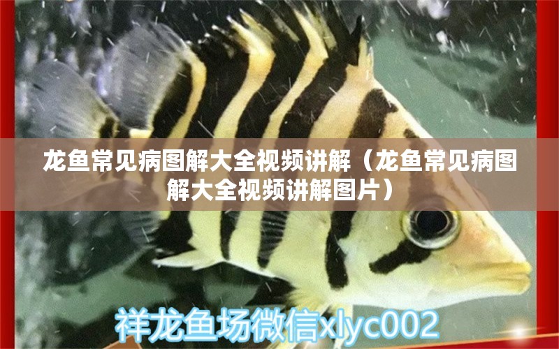 龍魚常見(jiàn)病圖解大全視頻講解（龍魚常見(jiàn)病圖解大全視頻講解圖片）