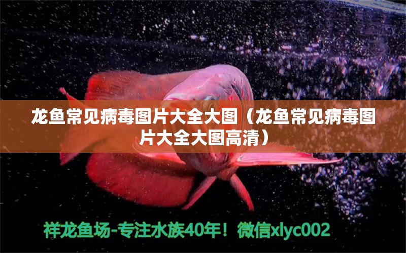 龍魚常見病毒圖片大全大圖（龍魚常見病毒圖片大全大圖高清）