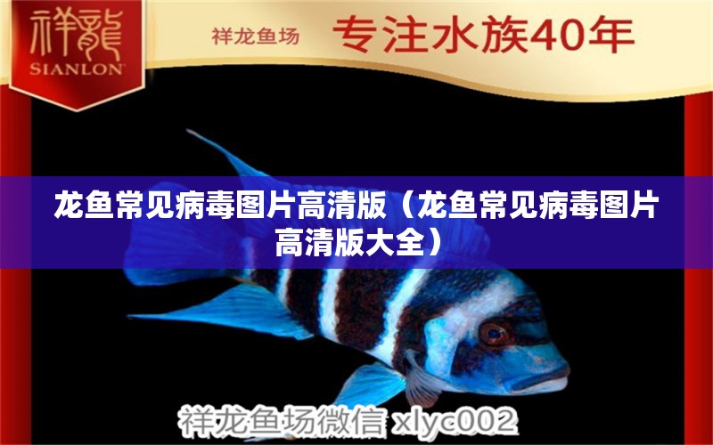 龍魚常見病毒圖片高清版（龍魚常見病毒圖片高清版大全）