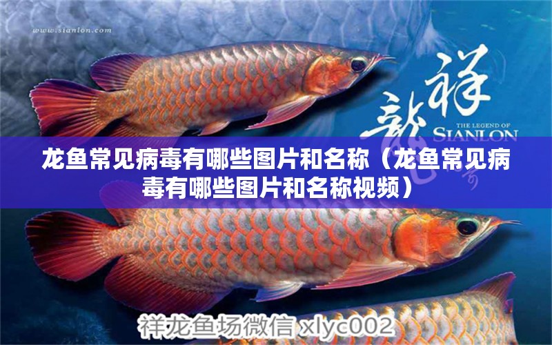 龍魚常見病毒有哪些圖片和名稱（龍魚常見病毒有哪些圖片和名稱視頻）