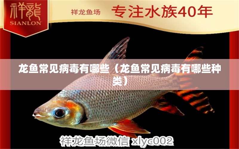 龍魚(yú)常見(jiàn)病毒有哪些（龍魚(yú)常見(jiàn)病毒有哪些種類）