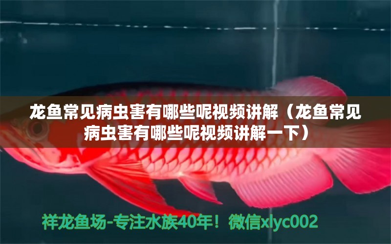 龍魚常見病蟲害有哪些呢視頻講解（龍魚常見病蟲害有哪些呢視頻講解一下）