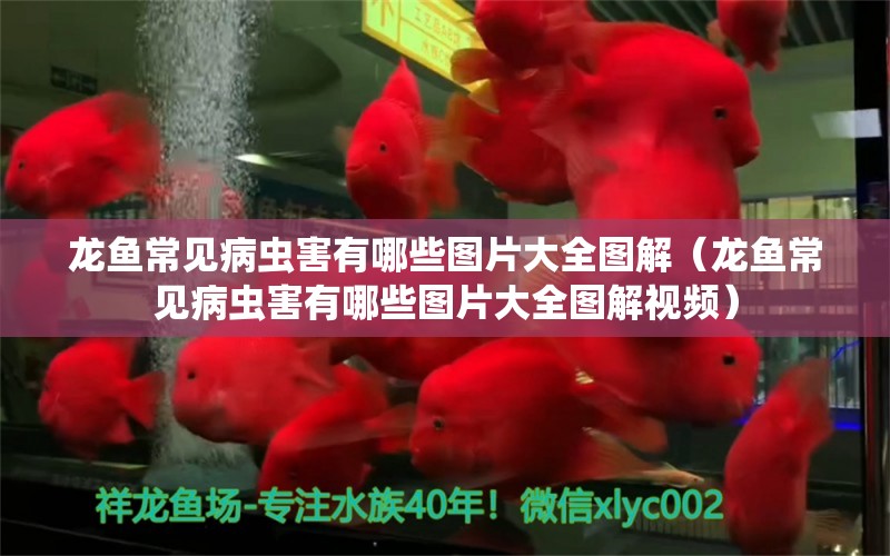 龍魚常見病蟲害有哪些圖片大全圖解（龍魚常見病蟲害有哪些圖片大全圖解視頻）