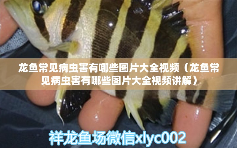 龍魚常見病蟲害有哪些圖片大全視頻（龍魚常見病蟲害有哪些圖片大全視頻講解）