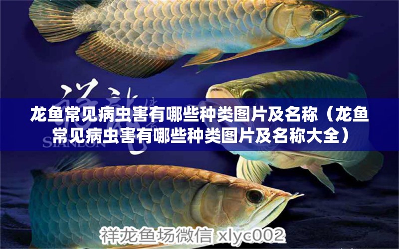 龍魚常見病蟲害有哪些種類圖片及名稱（龍魚常見病蟲害有哪些種類圖片及名稱大全） 龍魚疾病與治療