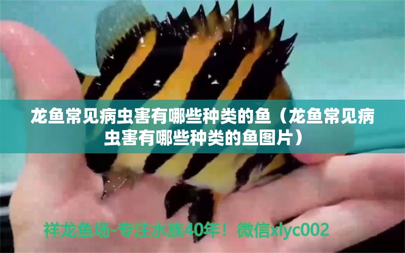 龍魚常見病蟲害有哪些種類的魚（龍魚常見病蟲害有哪些種類的魚圖片）