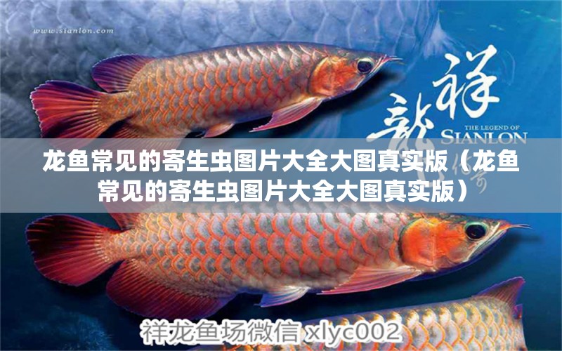 龍魚常見(jiàn)的寄生蟲圖片大全大圖真實(shí)版（龍魚常見(jiàn)的寄生蟲圖片大全大圖真實(shí)版） 龍魚疾病與治療