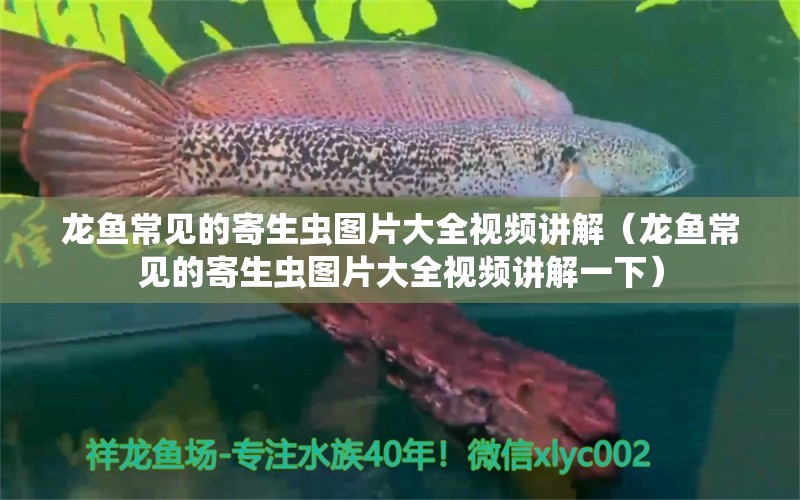 龍魚(yú)常見(jiàn)的寄生蟲(chóng)圖片大全視頻講解（龍魚(yú)常見(jiàn)的寄生蟲(chóng)圖片大全視頻講解一下）