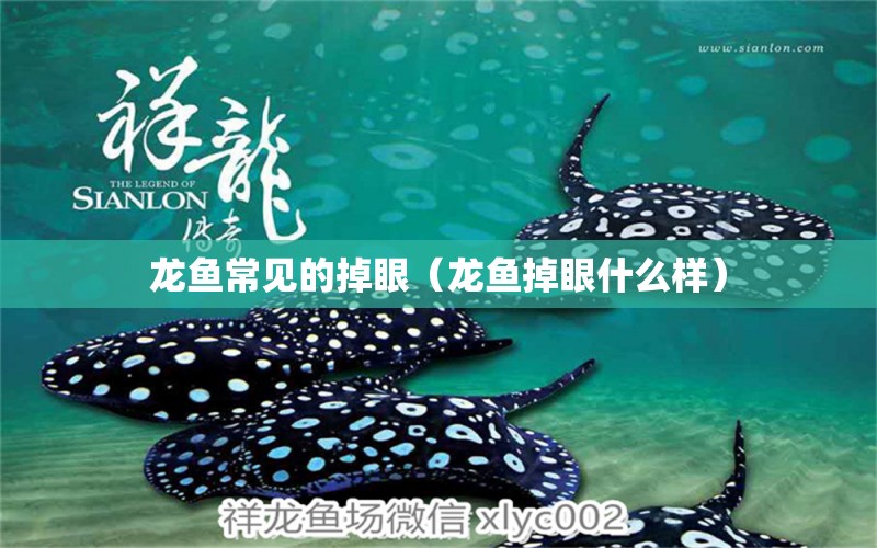 龍魚常見的掉眼（龍魚掉眼什么樣） 龍魚疾病與治療