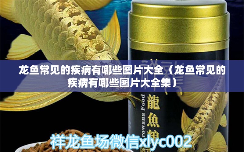 龍魚常見的疾病有哪些圖片大全（龍魚常見的疾病有哪些圖片大全集）