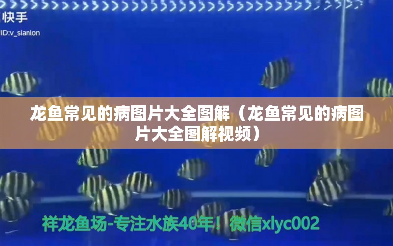 龍魚常見(jiàn)的病圖片大全圖解（龍魚常見(jiàn)的病圖片大全圖解視頻）