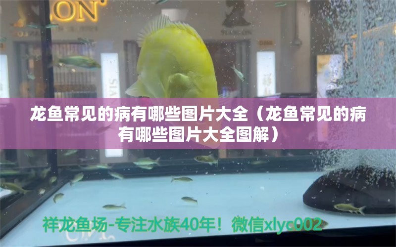 龍魚常見的病有哪些圖片大全（龍魚常見的病有哪些圖片大全圖解）