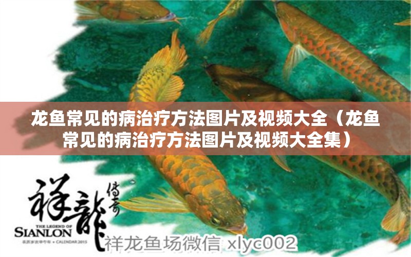 龍魚(yú)常見(jiàn)的病治療方法圖片及視頻大全（龍魚(yú)常見(jiàn)的病治療方法圖片及視頻大全集） 龍魚(yú)疾病與治療