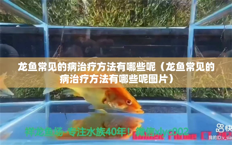 龍魚(yú)常見(jiàn)的病治療方法有哪些呢（龍魚(yú)常見(jiàn)的病治療方法有哪些呢圖片）