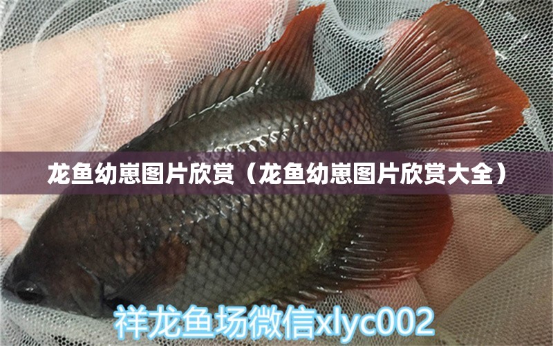 龍魚幼崽圖片欣賞（龍魚幼崽圖片欣賞大全） 廣州龍魚批發(fā)市場