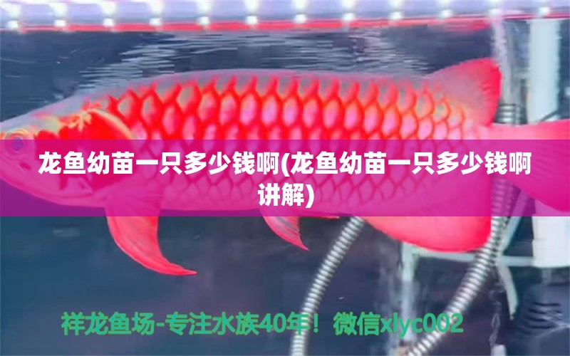 龍魚幼苗一只多少錢啊(龍魚幼苗一只多少錢啊講解) 養(yǎng)魚知識