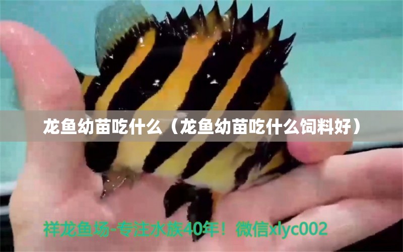 龍魚幼苗吃什么（龍魚幼苗吃什么飼料好） 祥龍水族醫(yī)院