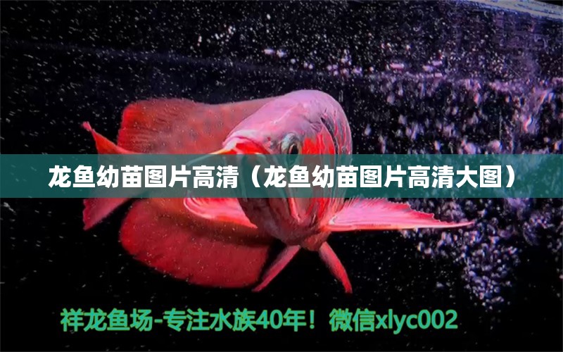 龍魚幼苗圖片高清（龍魚幼苗圖片高清大圖） 廣州龍魚批發(fā)市場(chǎng)